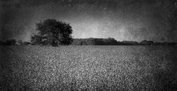 cottonfield_ilblues